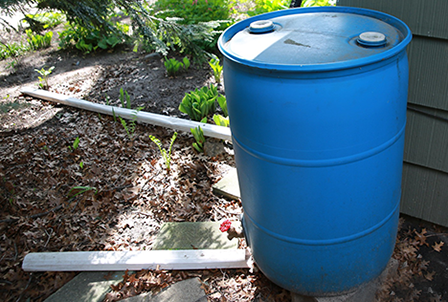 A rain barrel captures water to reuse